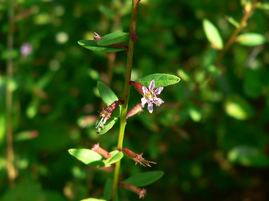 {Lythrum curtissii}